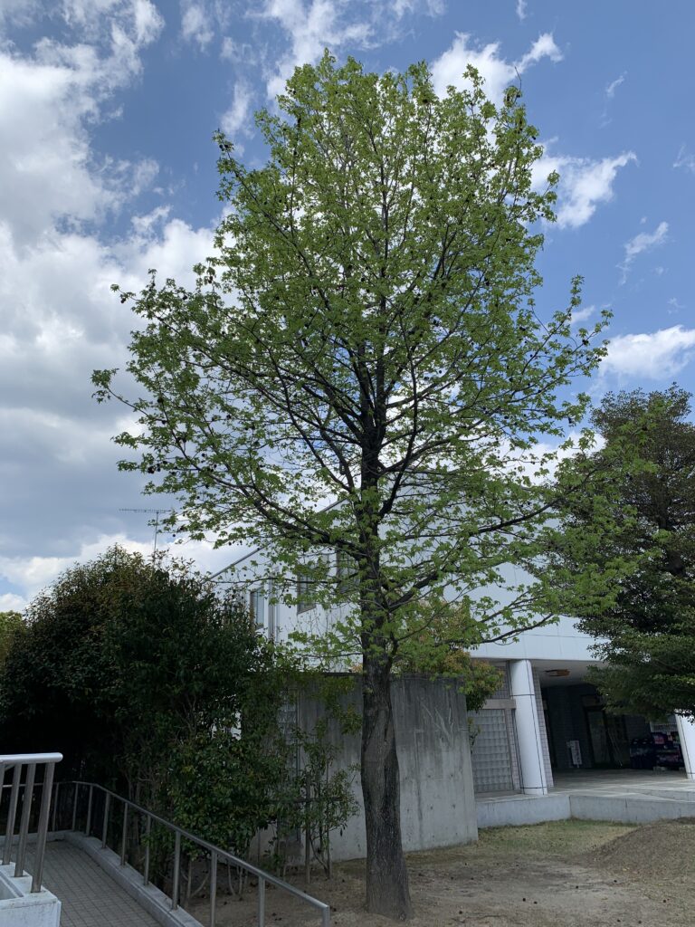 緑のキャンパスは学びのフィールド 学科ニュース 福山平成大学