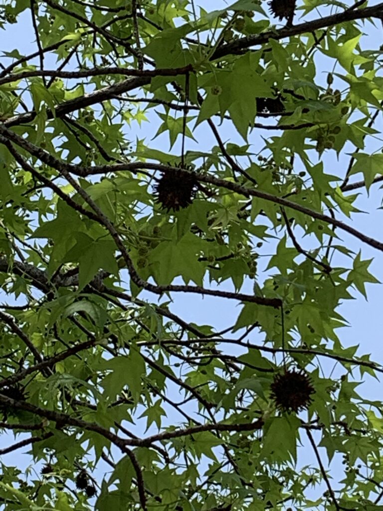 緑のキャンパスは学びのフィールド 学科ニュース 福山平成大学